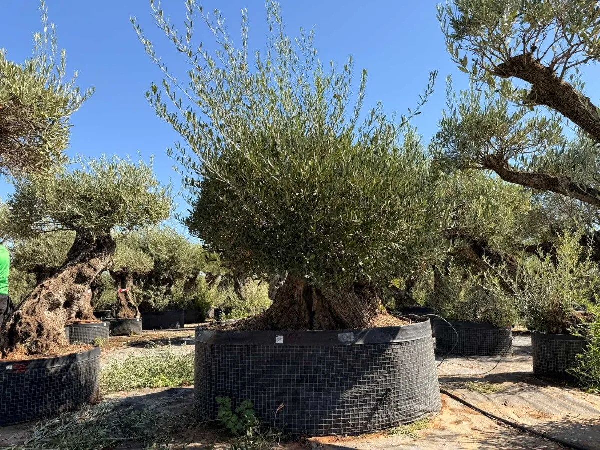 Olive tree