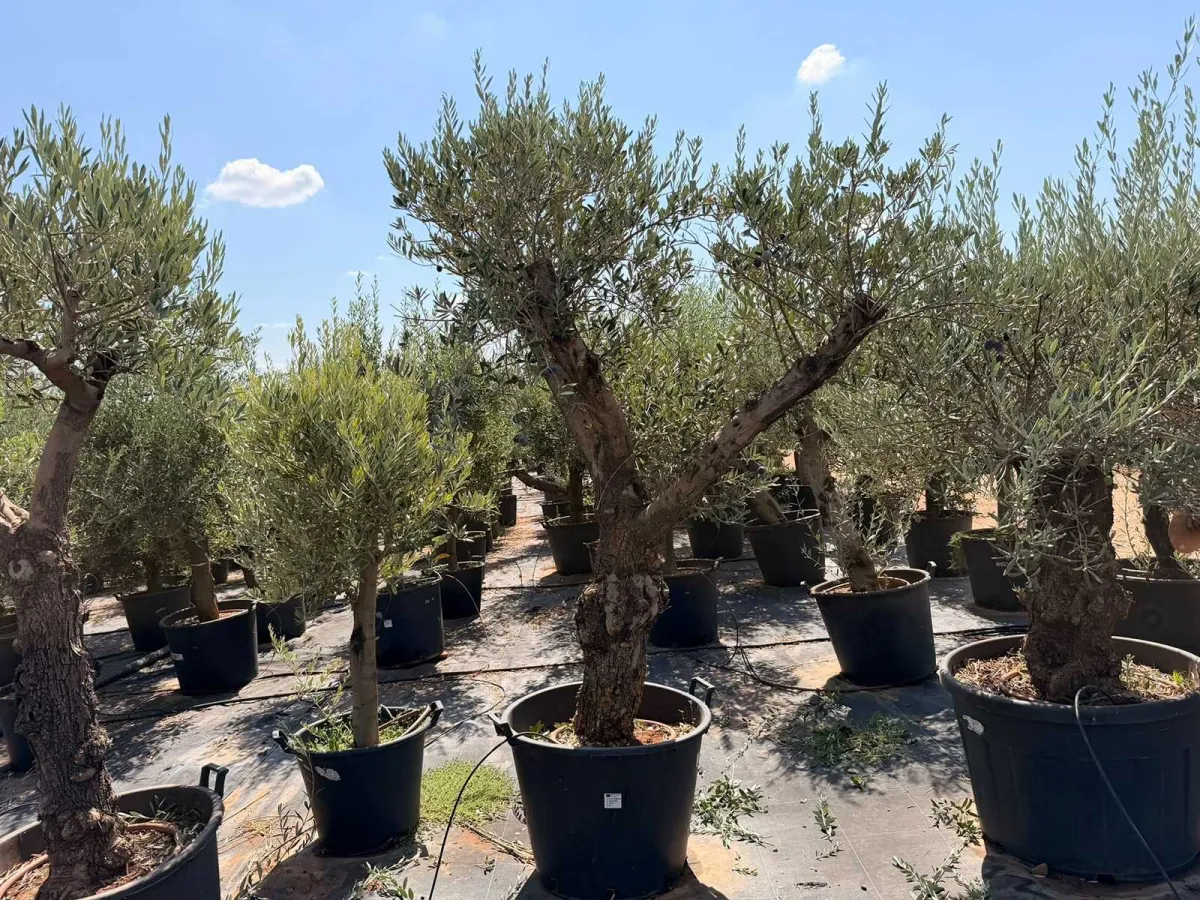Olive tree