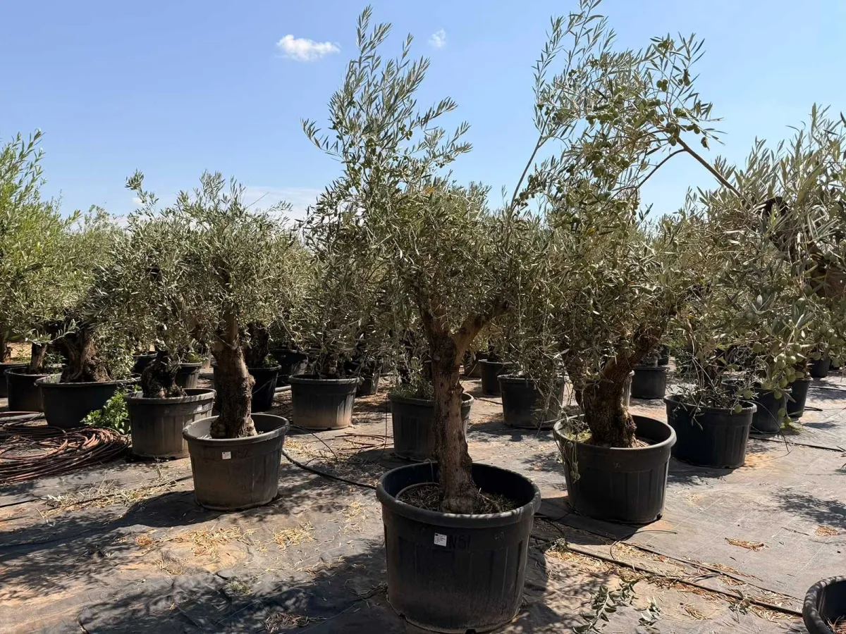 Olive tree
