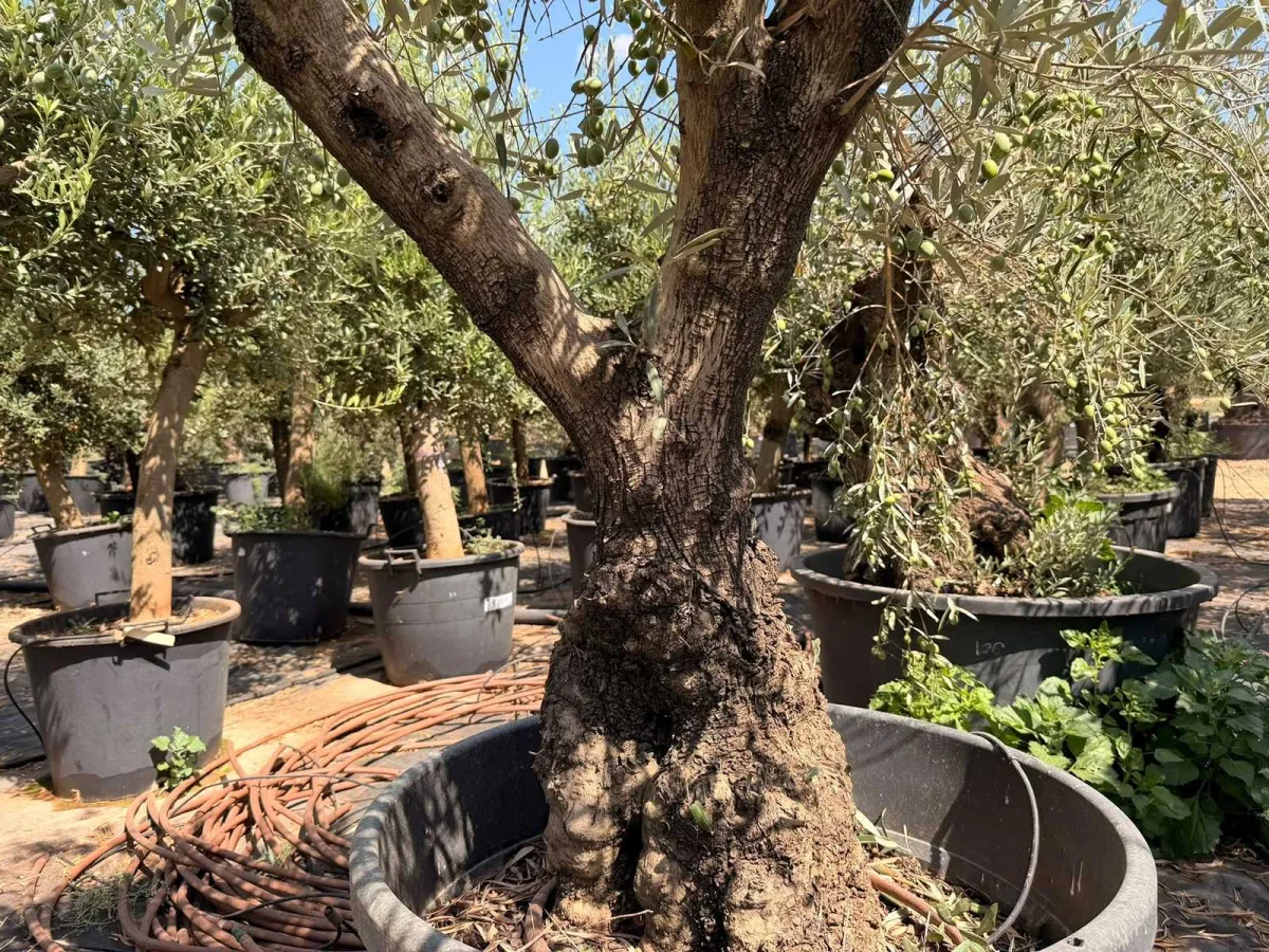 Olive tree
