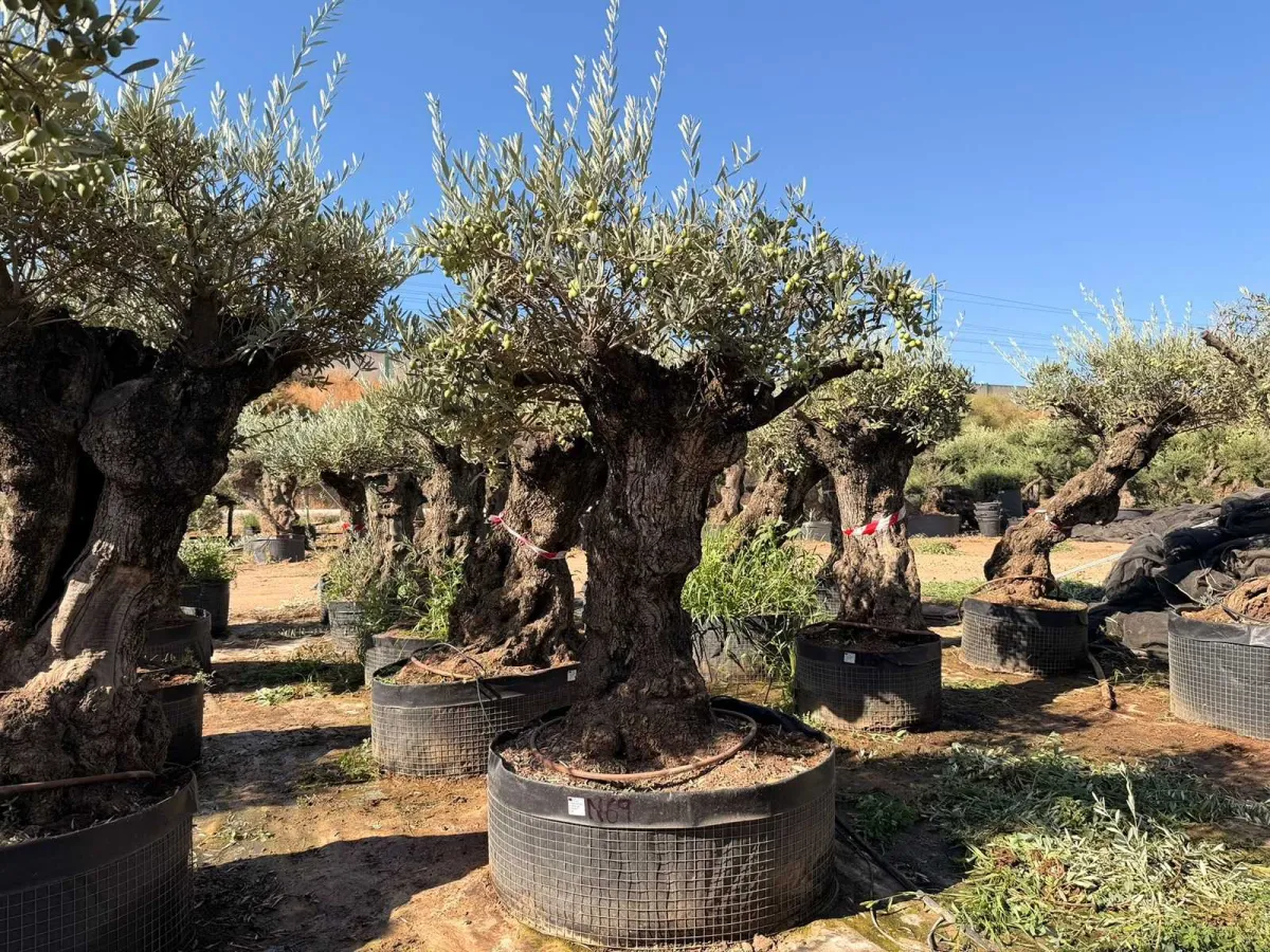 Olive tree
