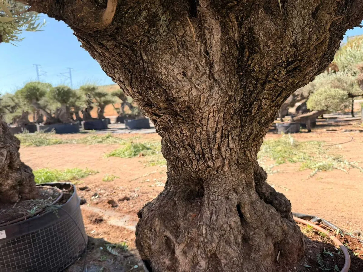 Olive tree