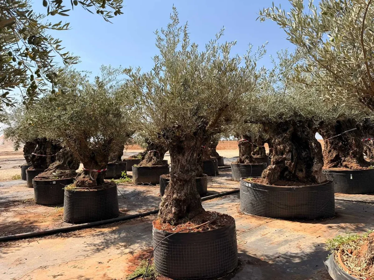 Olive tree