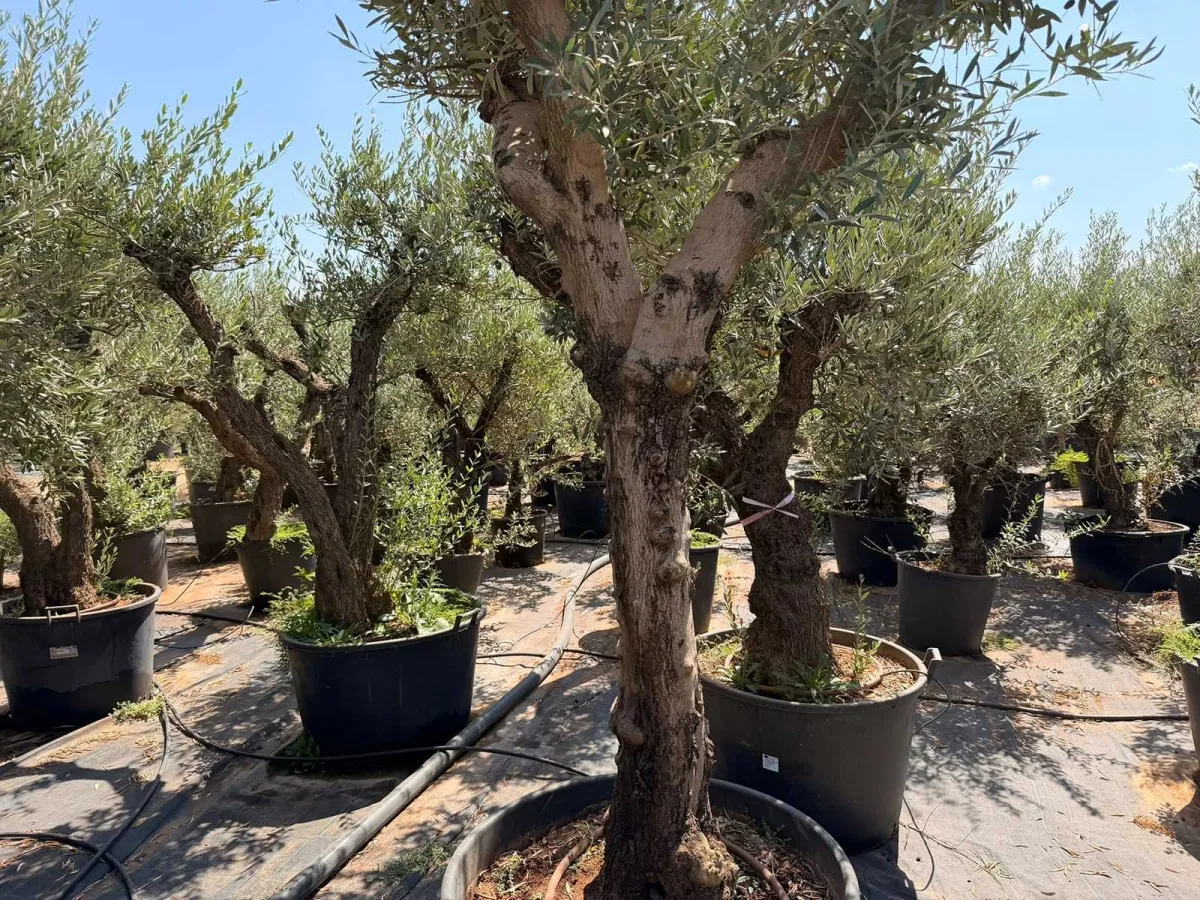 Olive tree