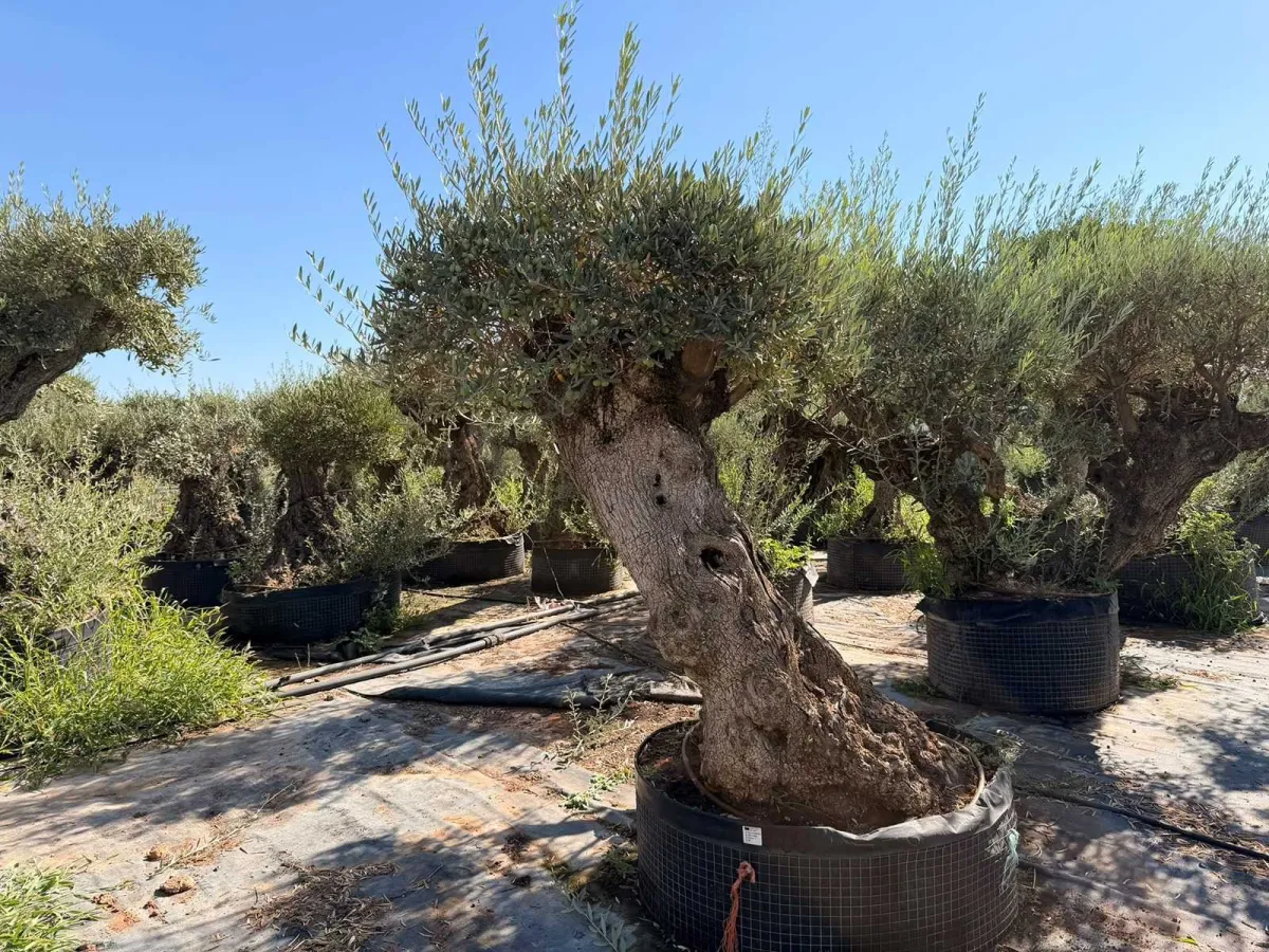 Olive tree