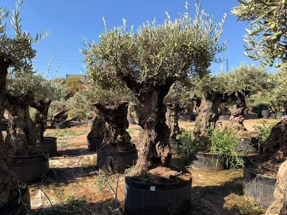 Olive tree