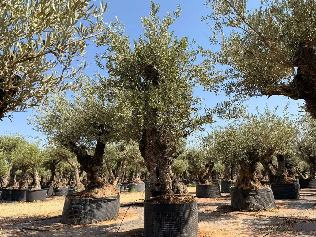 Olive tree