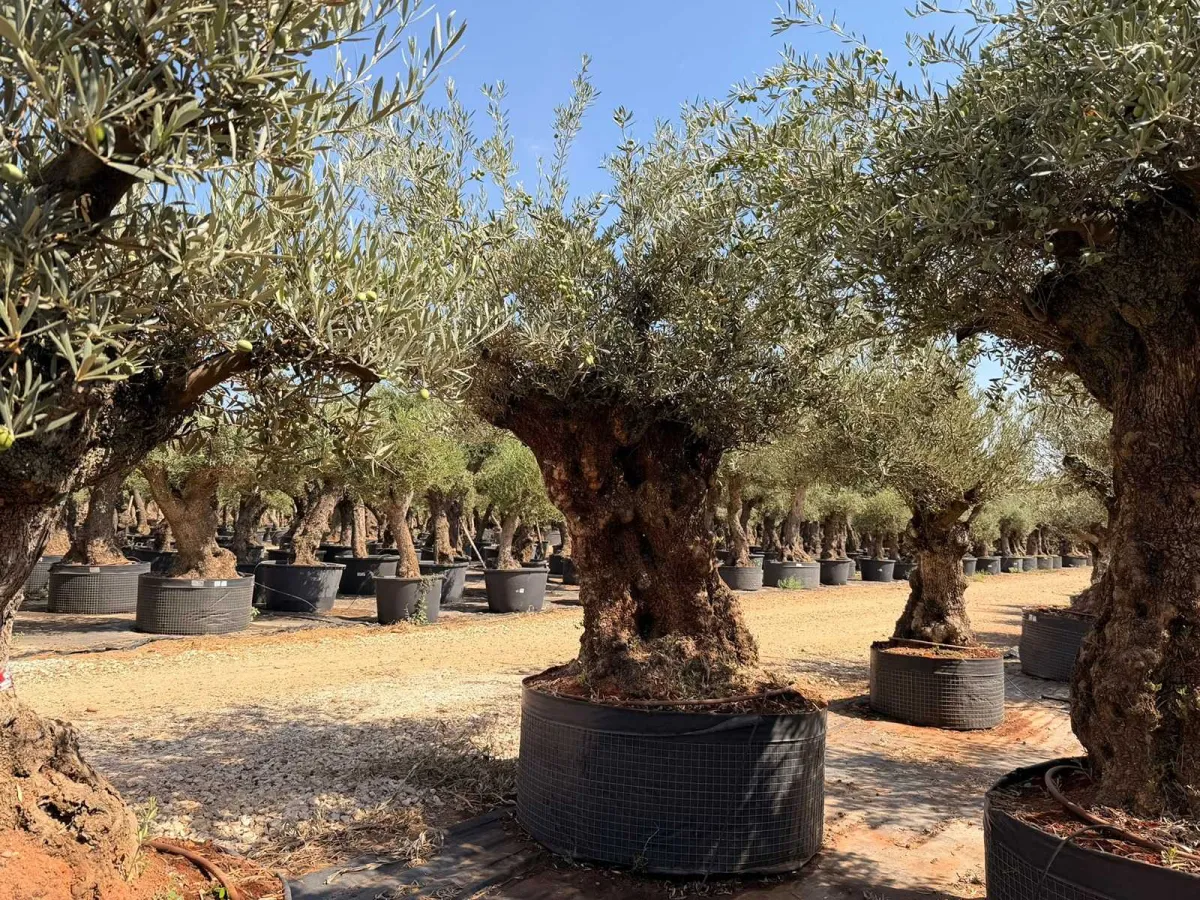Olive tree
