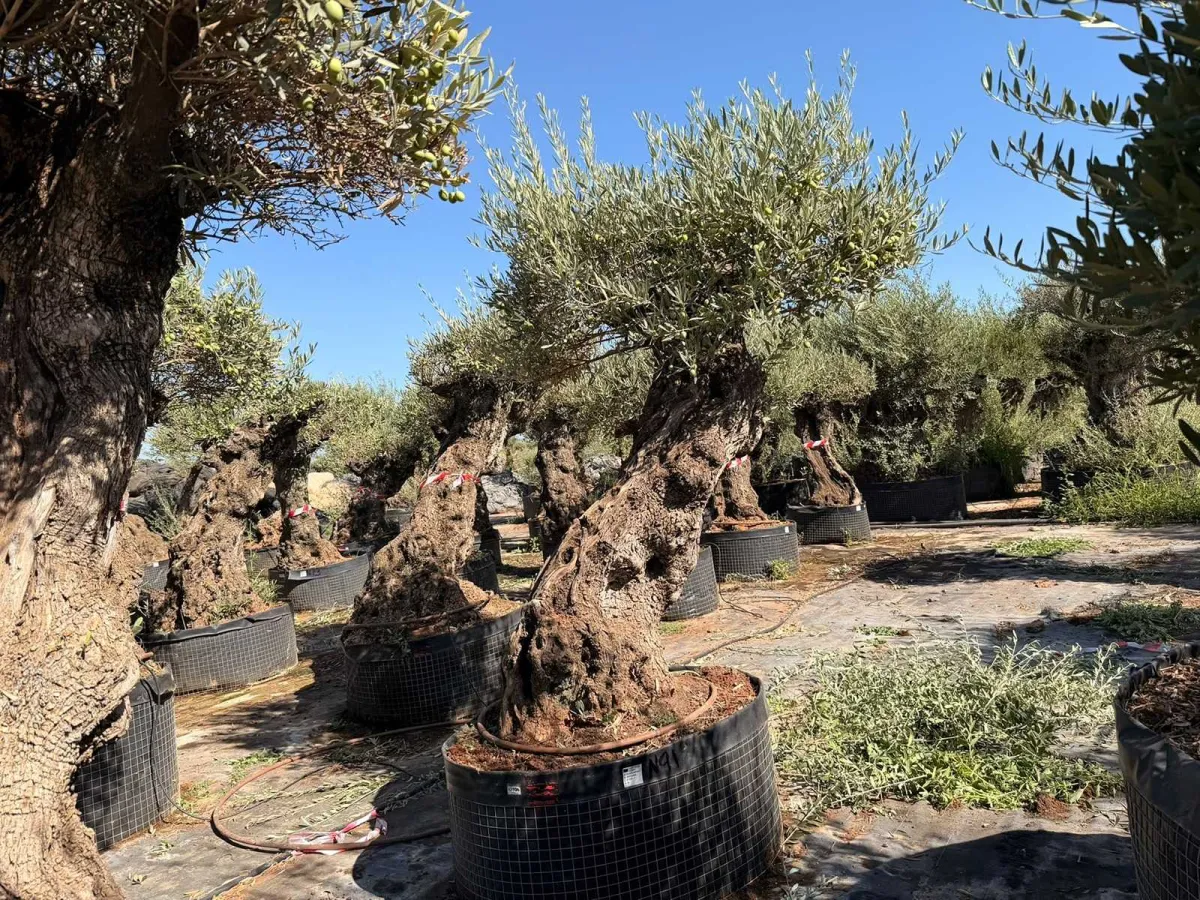 Olive tree