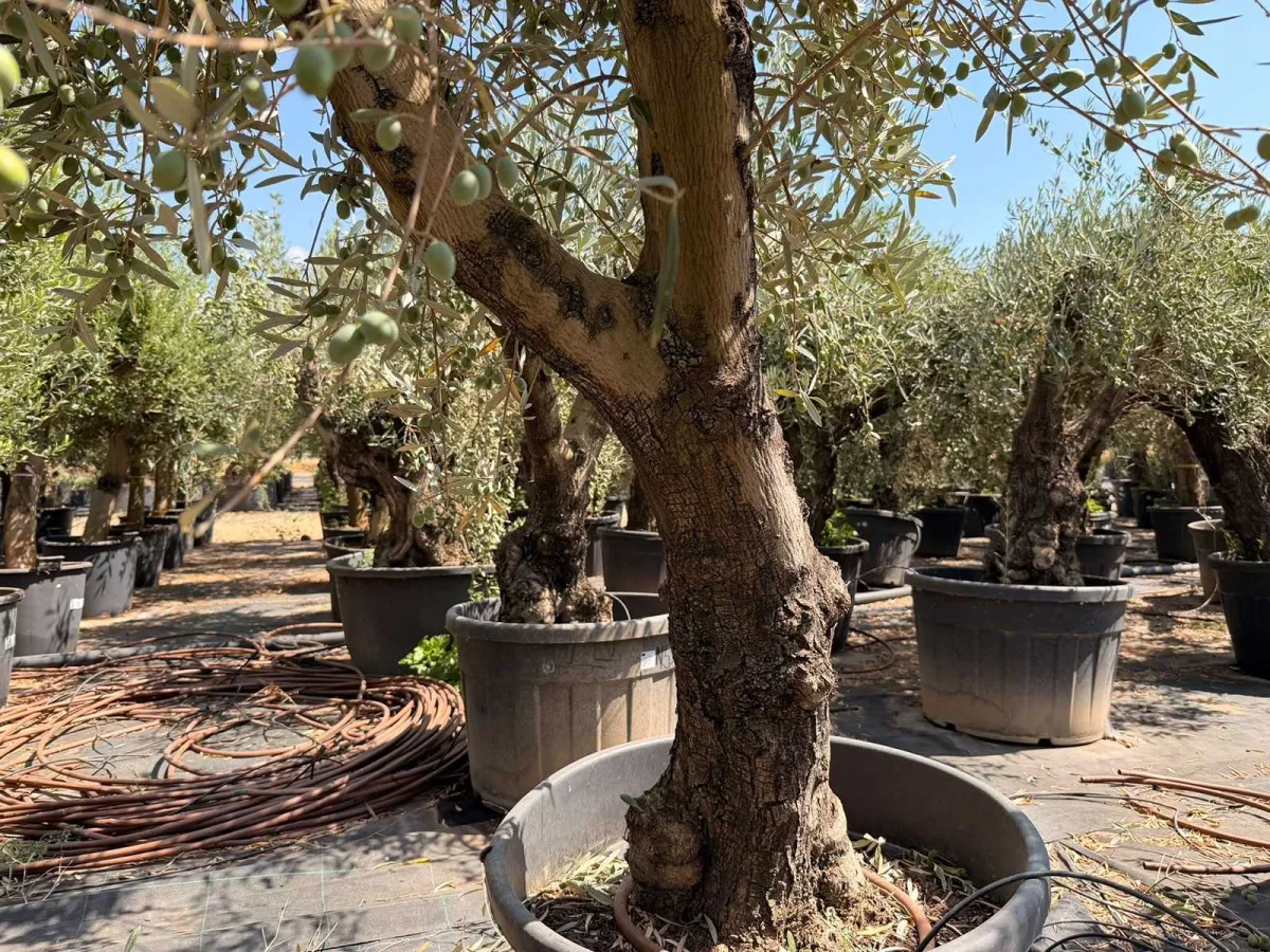 Olive tree