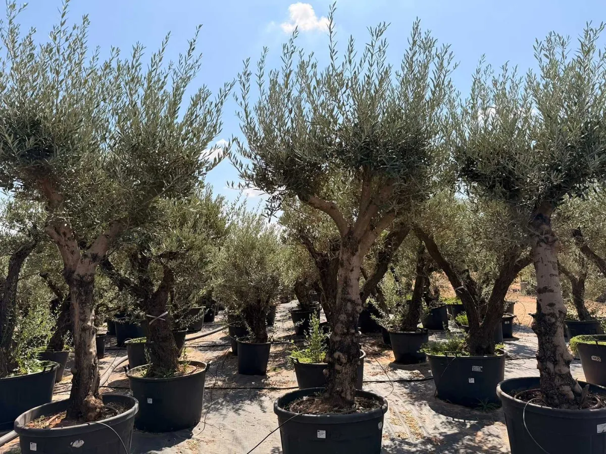 Olive tree