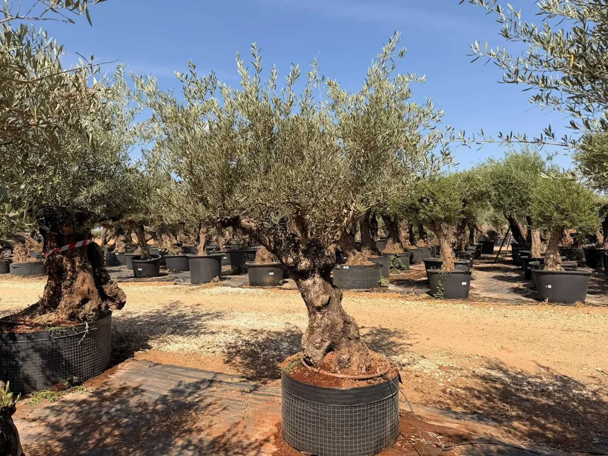 Olive tree