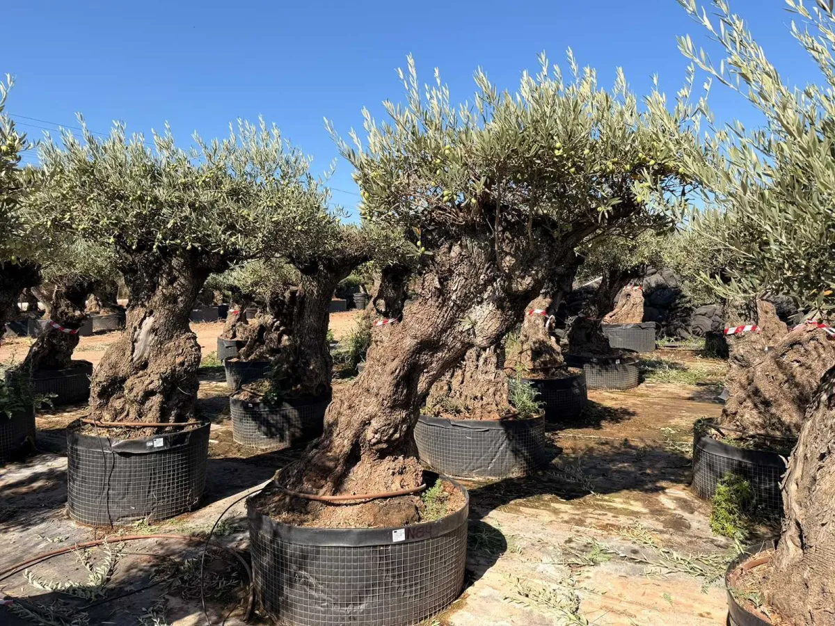 Olive tree