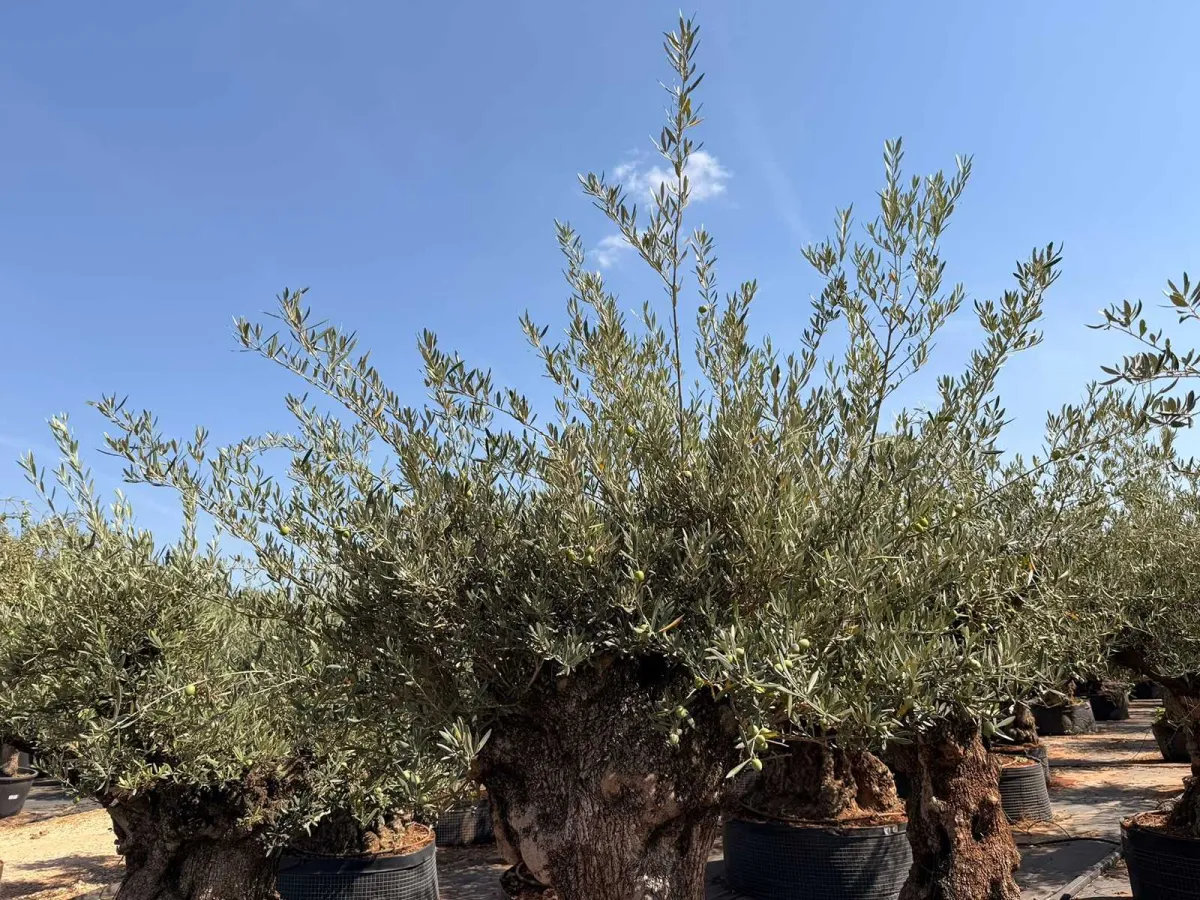 Olive tree