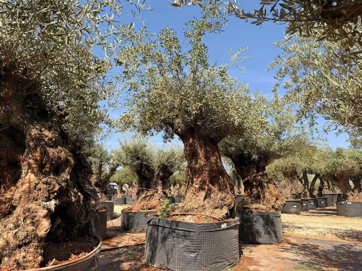 Olive tree