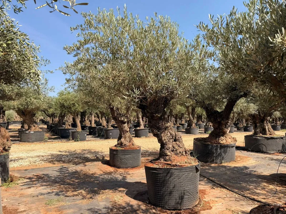 Olive tree