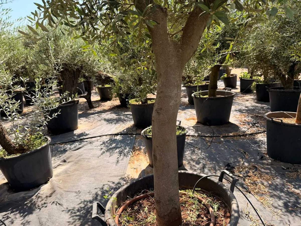 Olive tree
