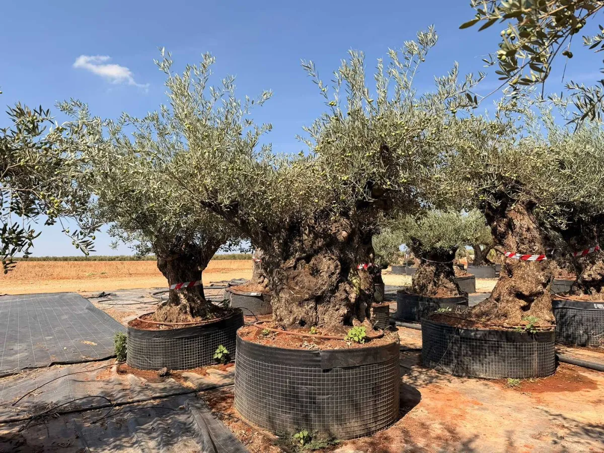 Olive Tree Bonsai