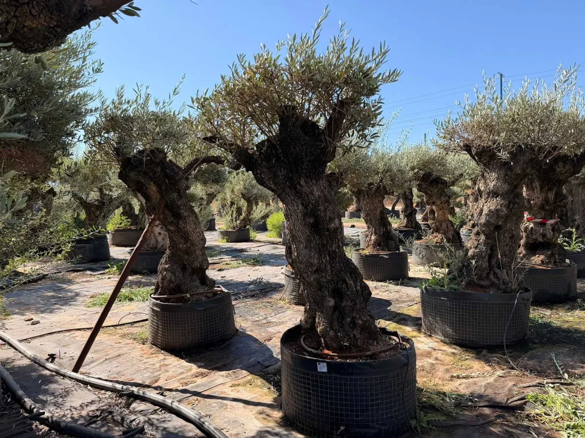 Olive tree