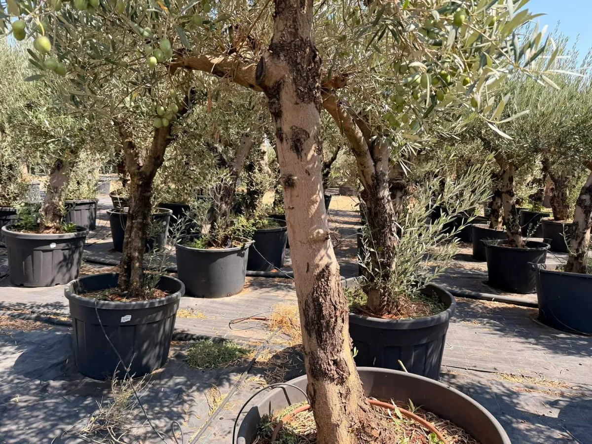 Olive tree