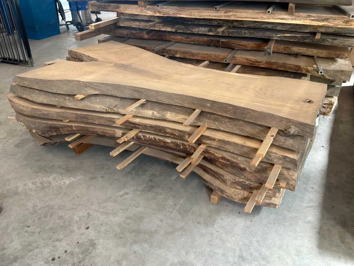 American Oak tree trunk leaf (7x)