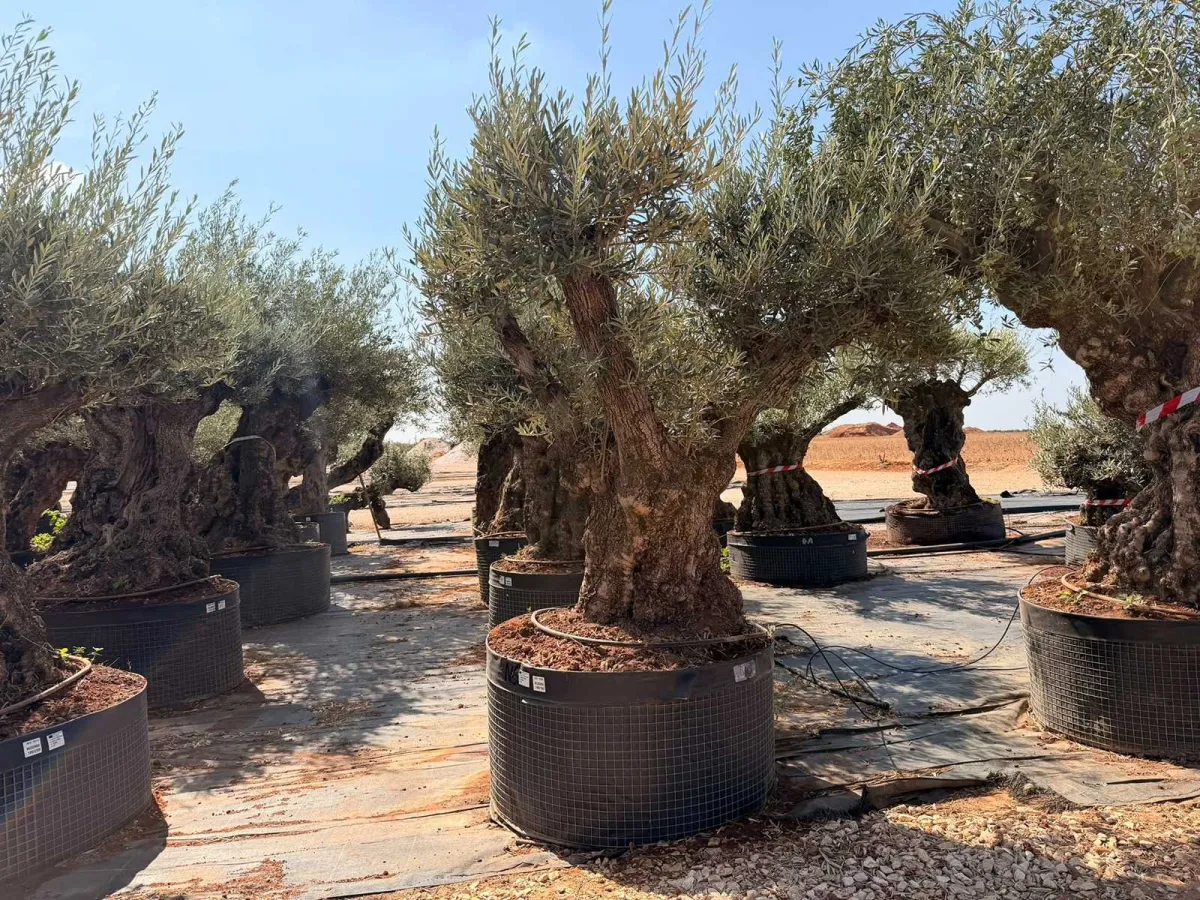 Olive tree