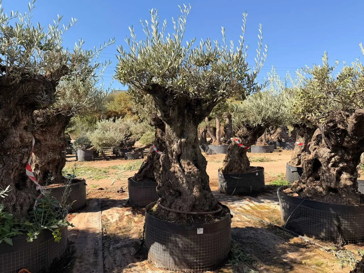 Olive tree