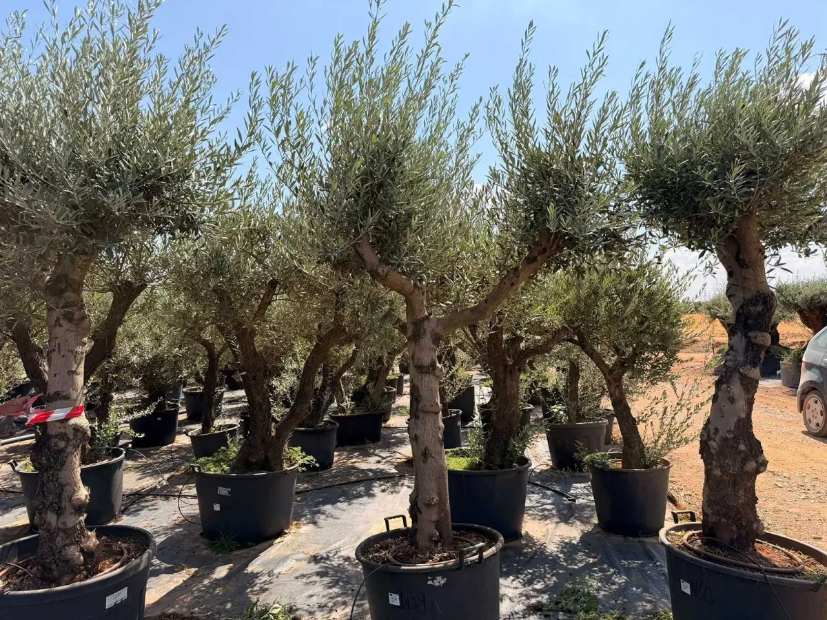 Olive tree