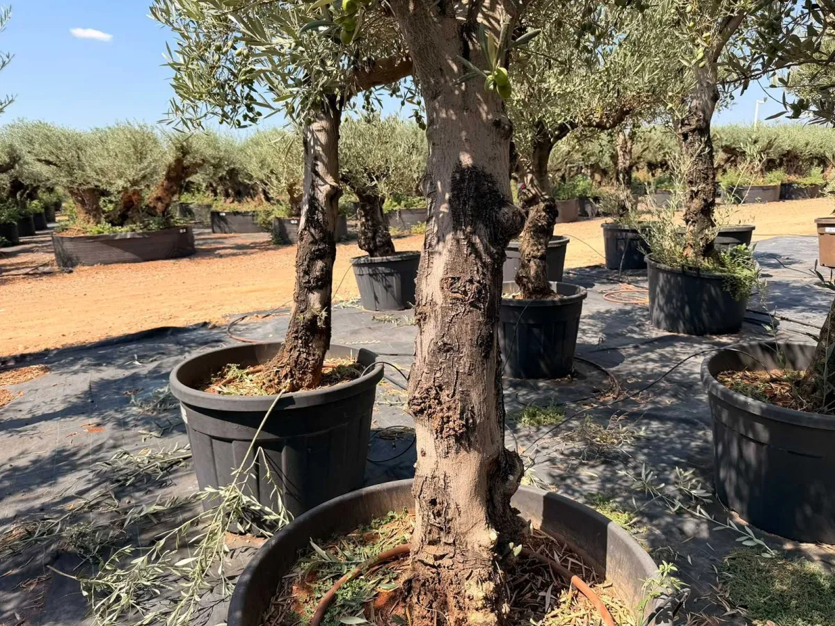 Olive tree