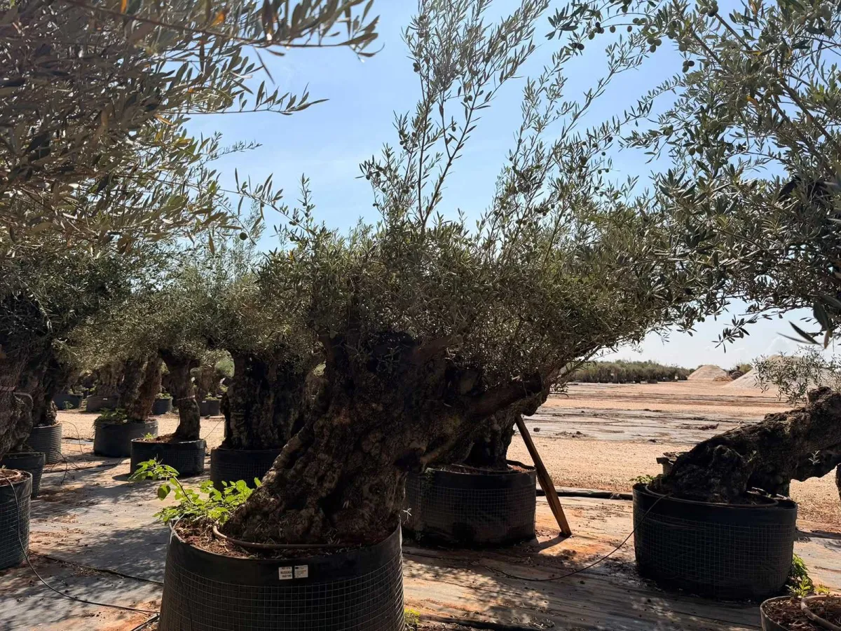 Olive tree