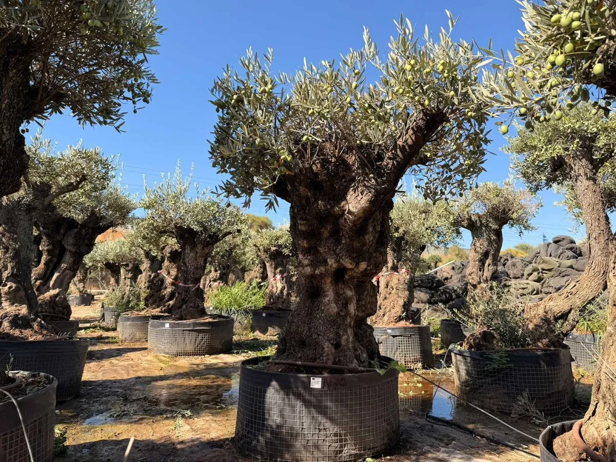 Olive tree