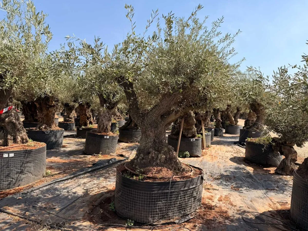 Olive Tree Bonsai