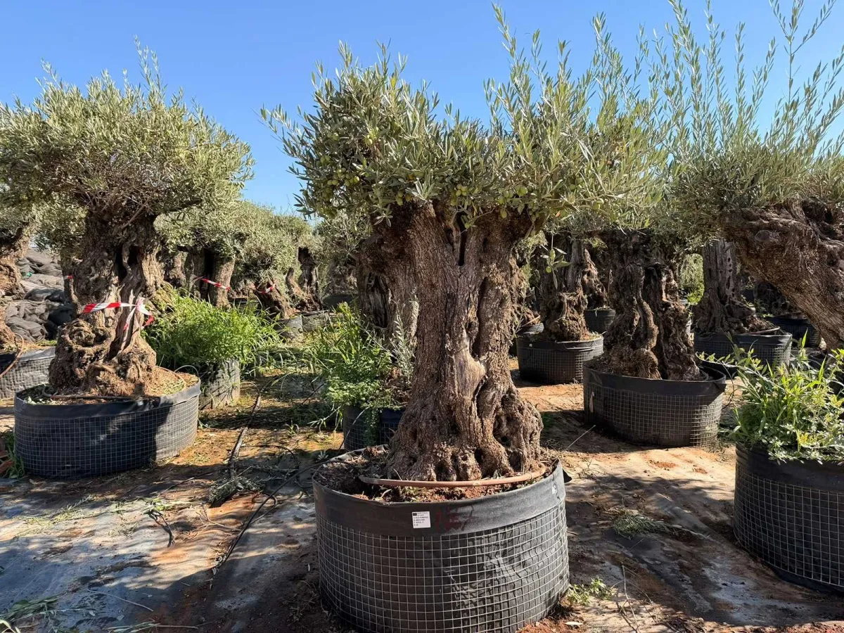 Olive tree