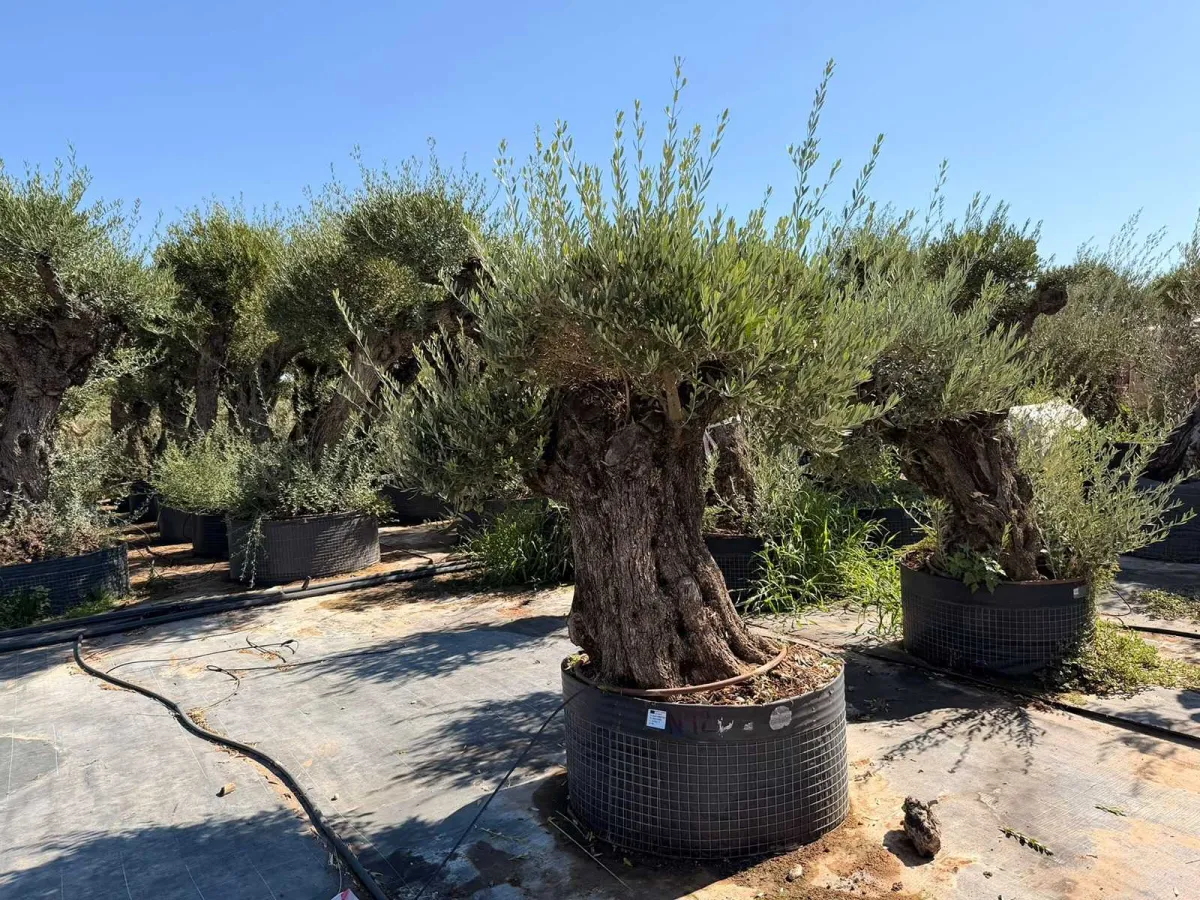 Olive tree