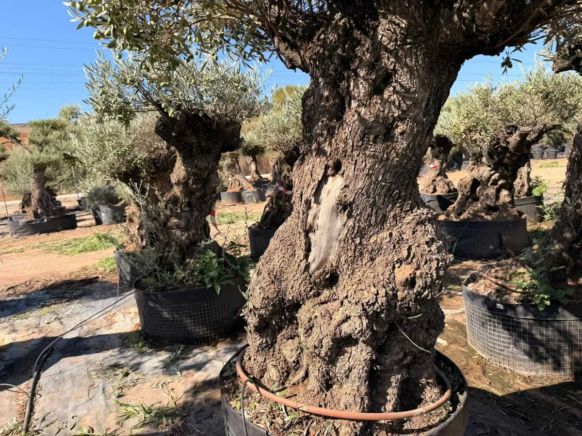 Olive tree
