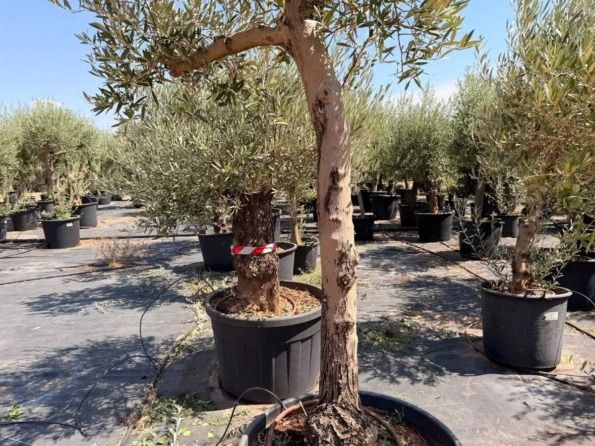 Olive tree