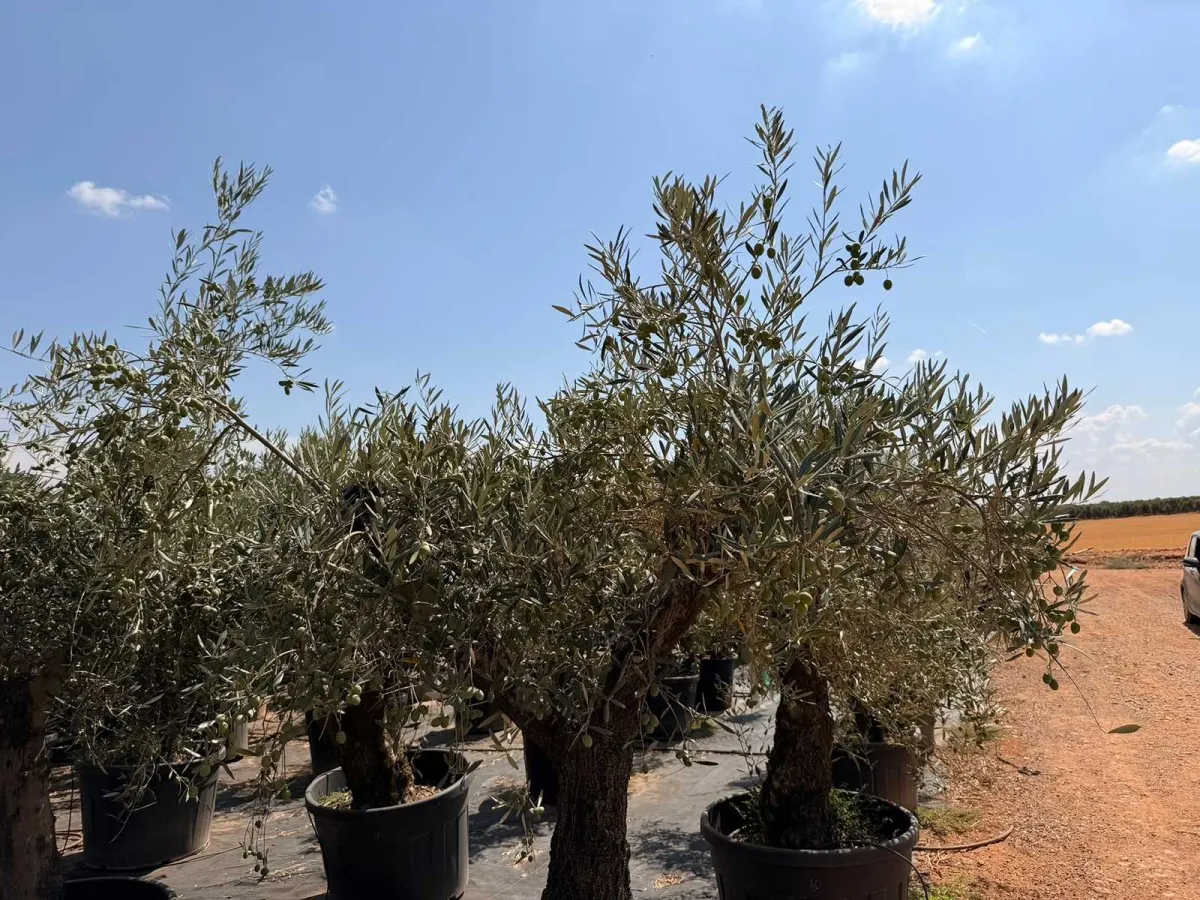 Olive tree