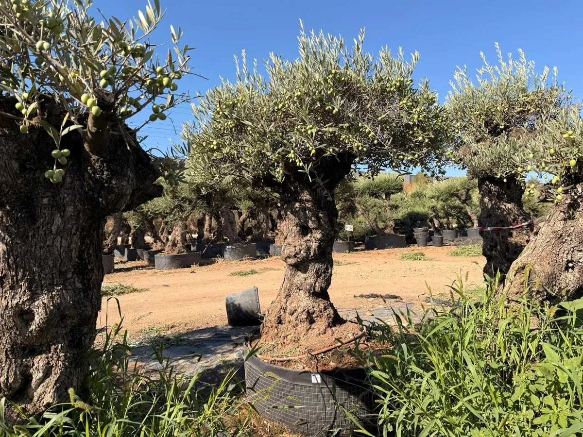 Olive tree