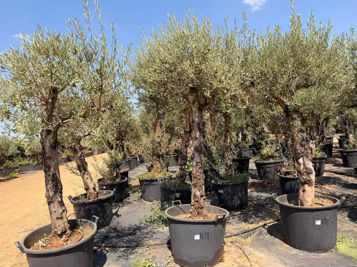 Olive tree