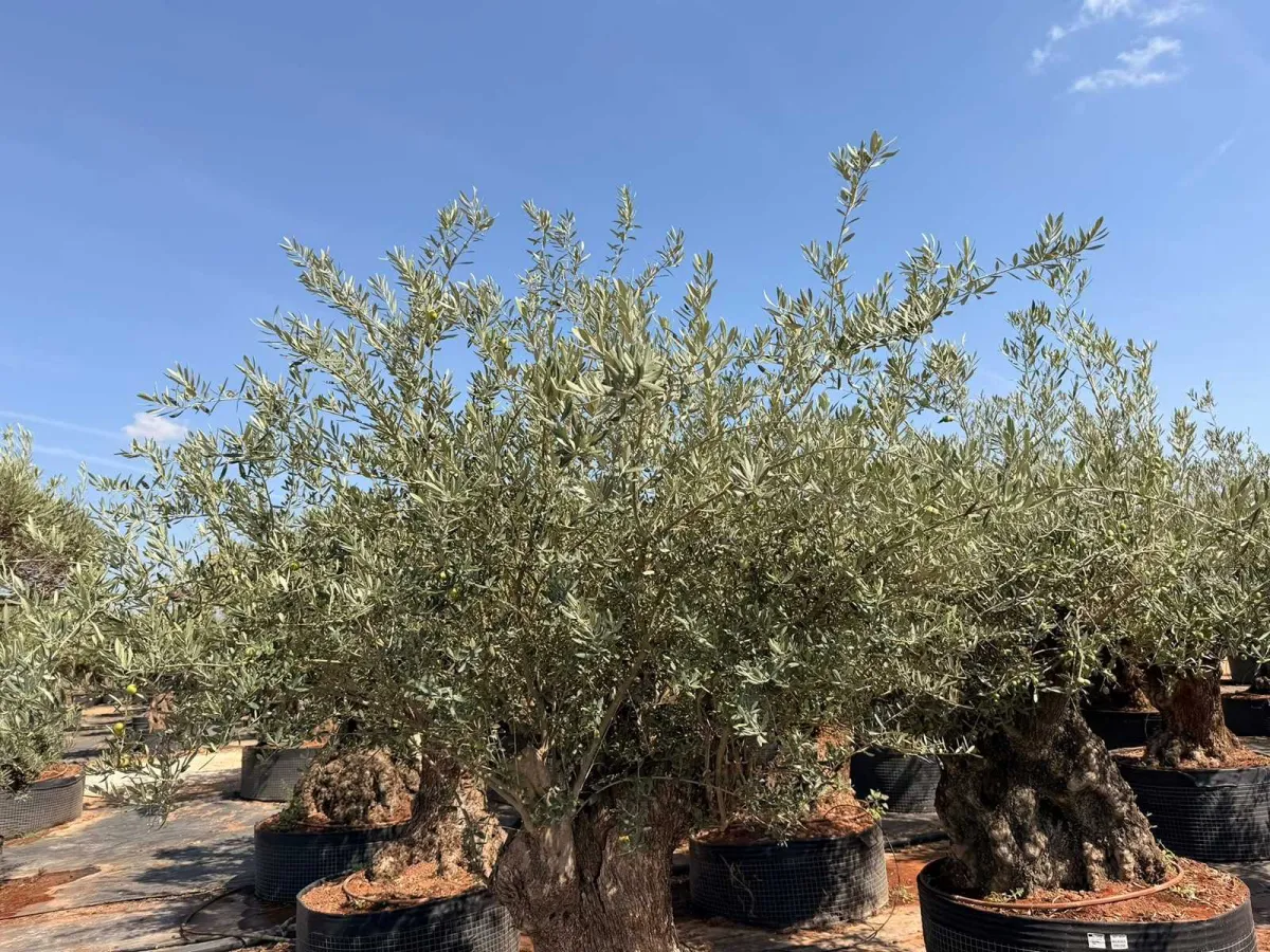 Olive tree
