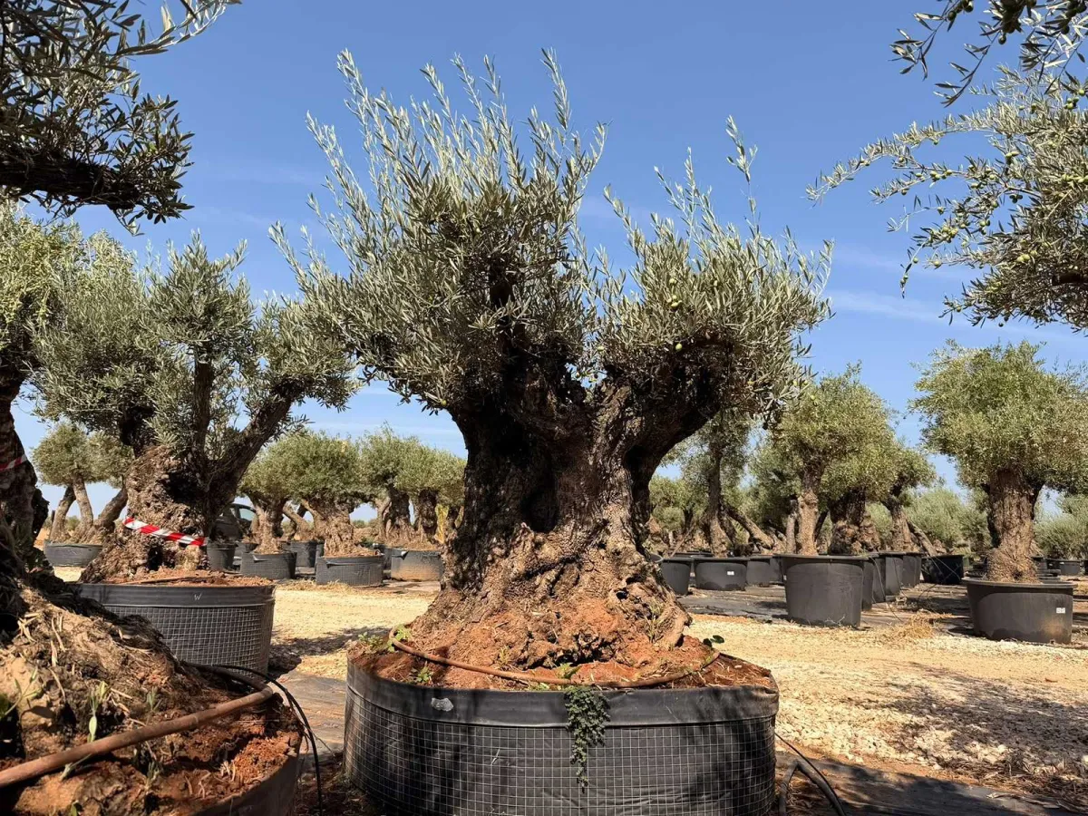 Olive tree