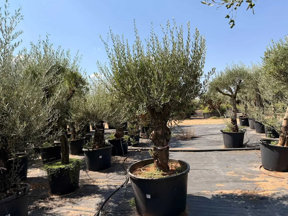 Olive tree
