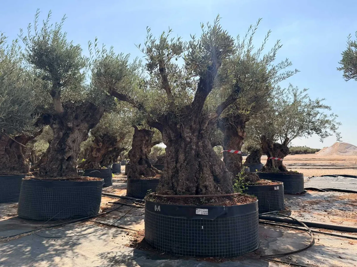 Olive tree