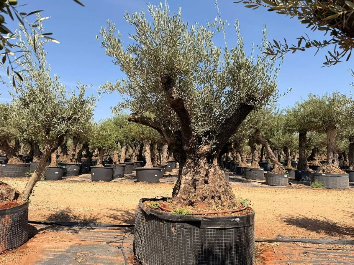 Olive tree