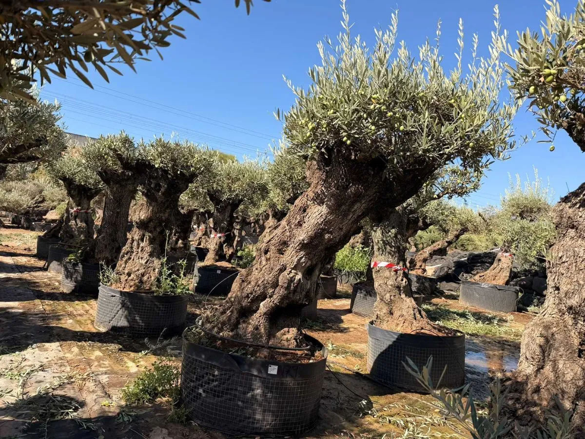 Olive tree