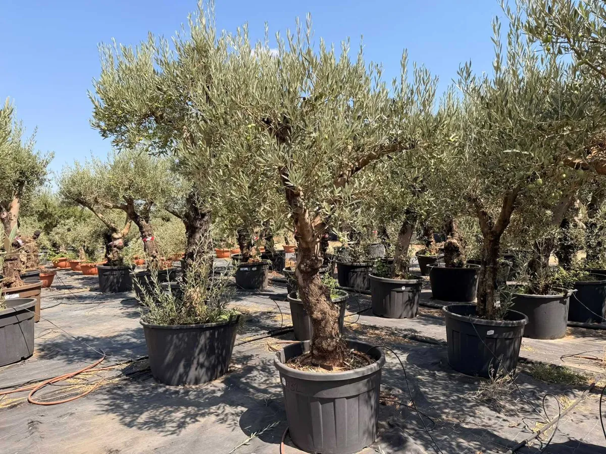 Olive tree
