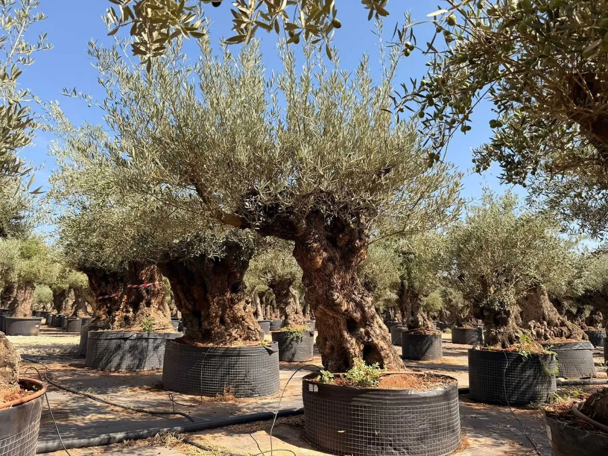 Olive tree