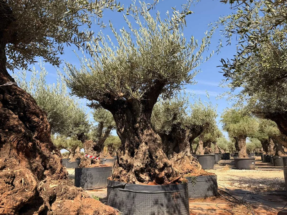 Olive tree