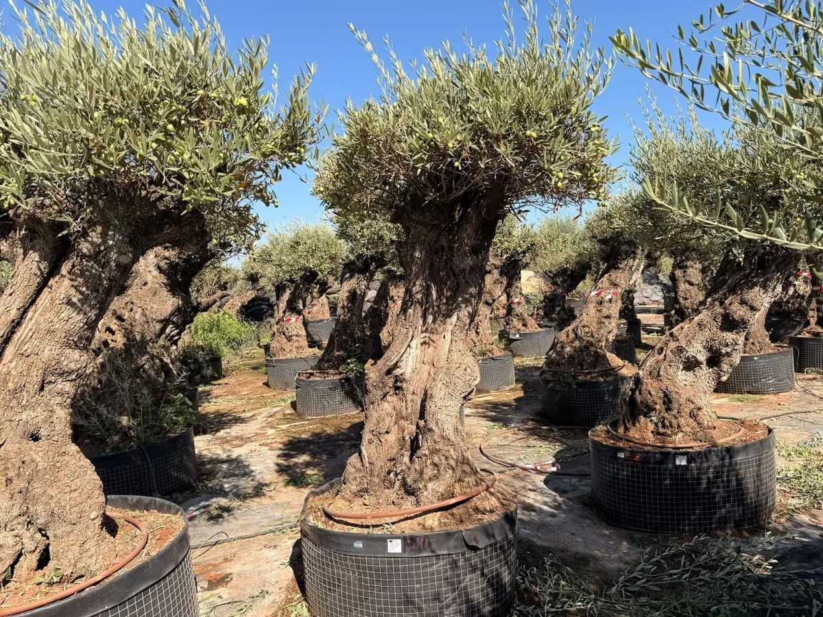 Olive tree