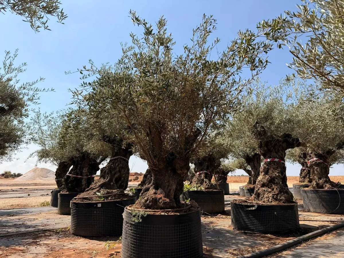 Olive tree